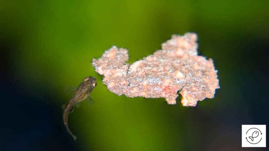 afbeelding van een guppy fry