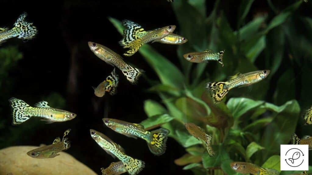Image of a lot of guppies swimming together