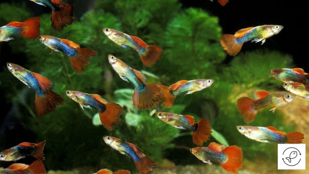 Image of many guppies swimming together