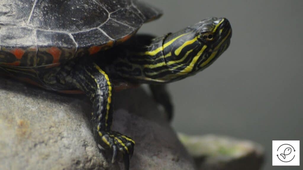 Image of a painted turtle