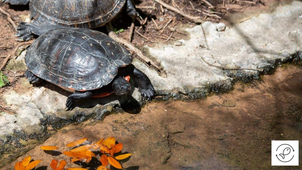Where Do Painted Turtles Live? (In The Wild, US, Canada, Etc.)