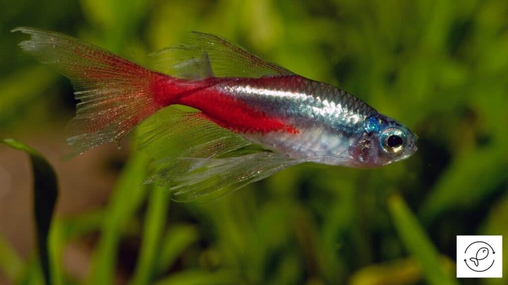 Image of a tetra living in brackish water