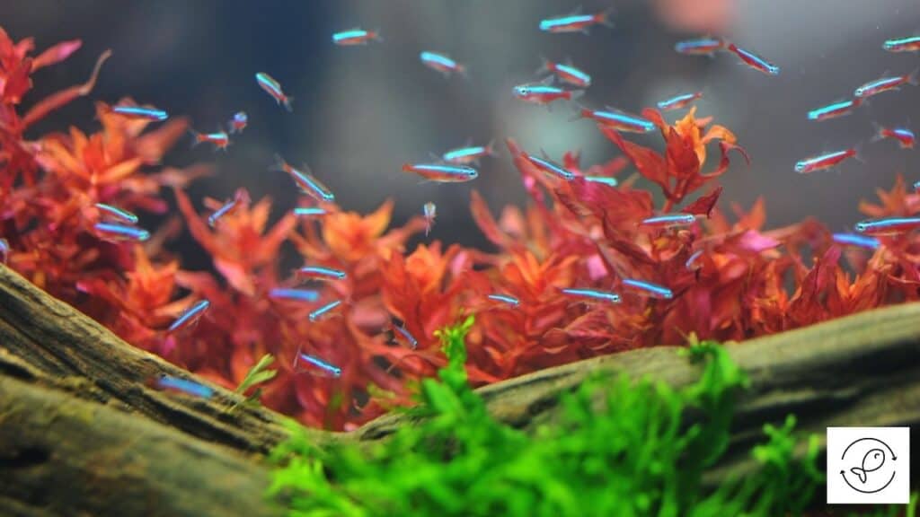 Image of tetras swimming together
