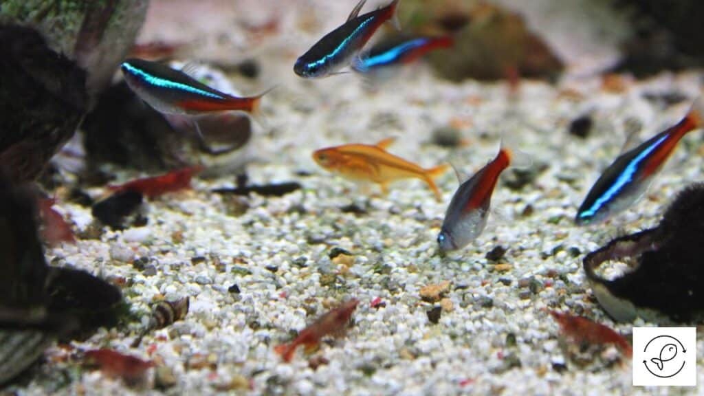 Image of tetras trying to eat shrimp