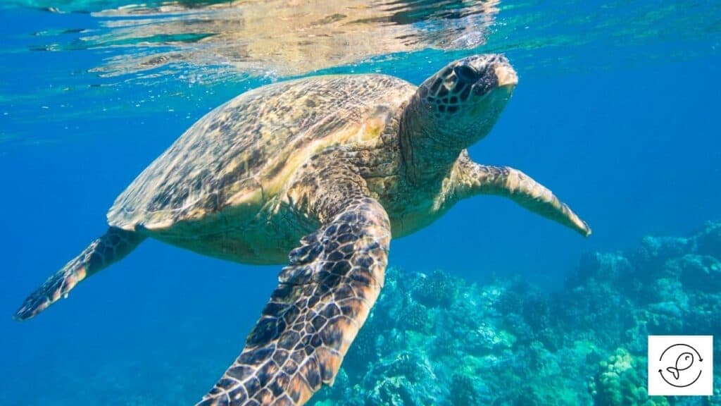 Image of a turtle coming to the water surface for breathing