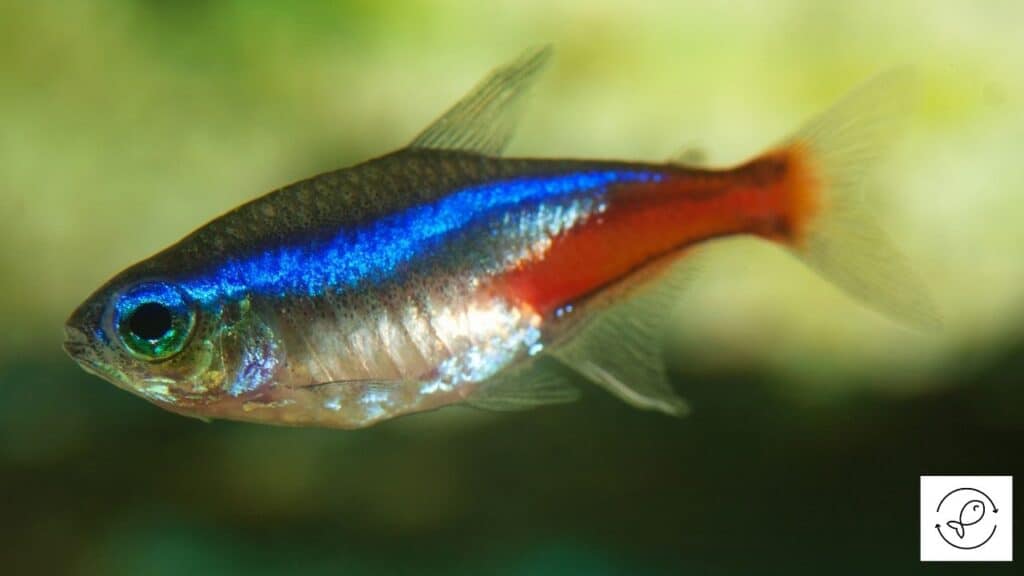 Image of a neon tetra searching for food to eat