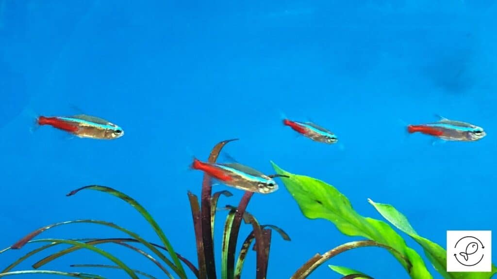 Image of neon tetras in a correct sized tank