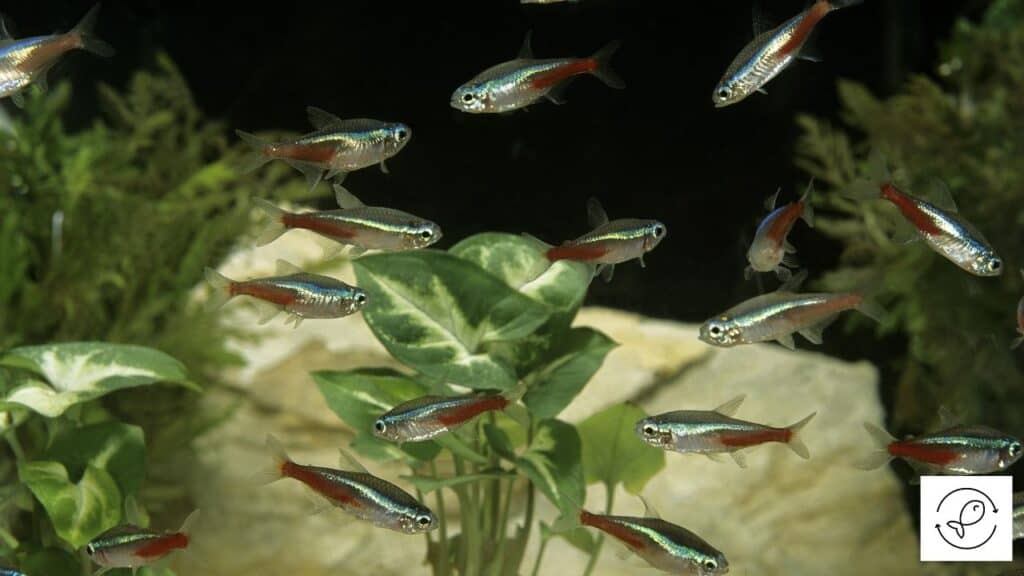Image of neon tetras swimming in ideal water parameters