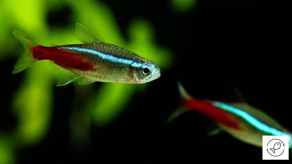 Image of neon tetras with proper care taken