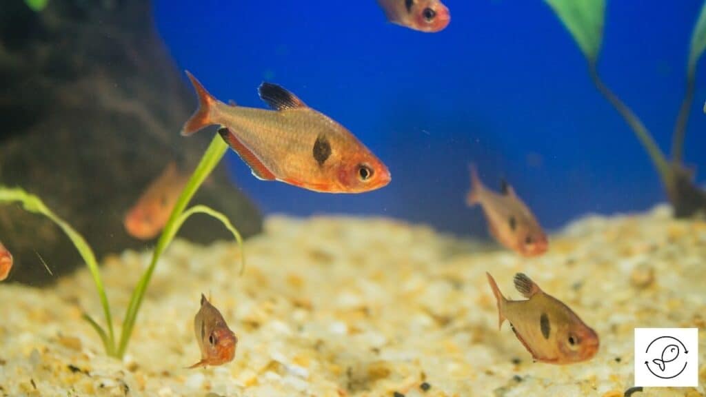 Image of fin nipping tetras