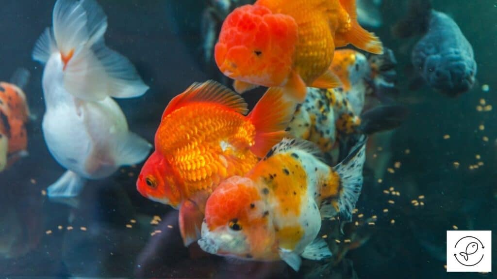 Image of goldfish eating food