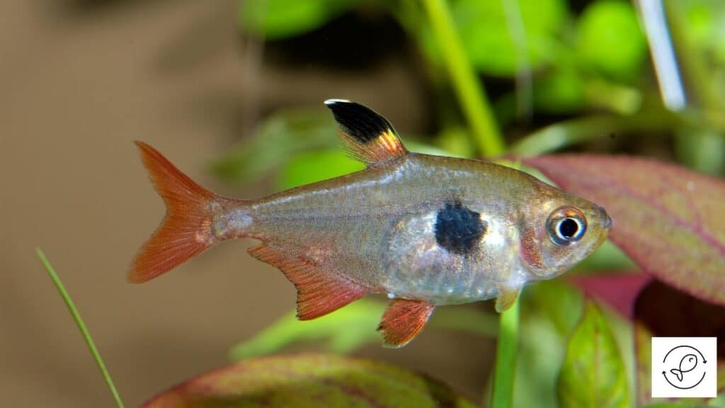Image of a tetra living alone
