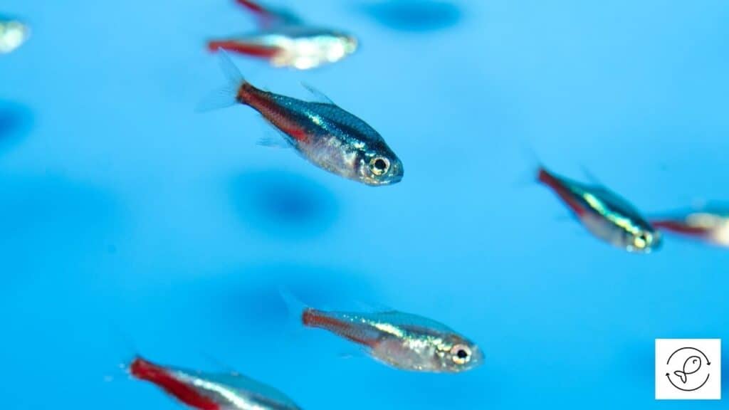 image of tetras in a tank