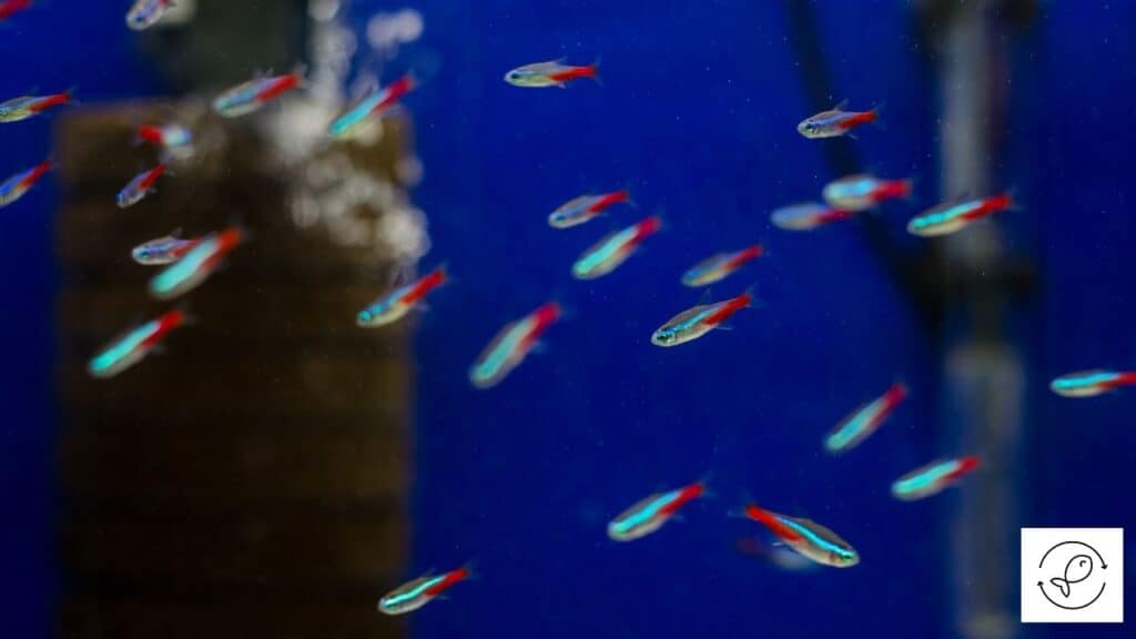 Image of tetras living together