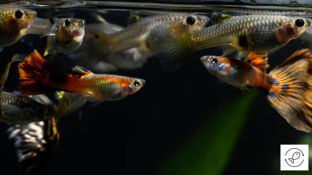 Image of colorful guppies