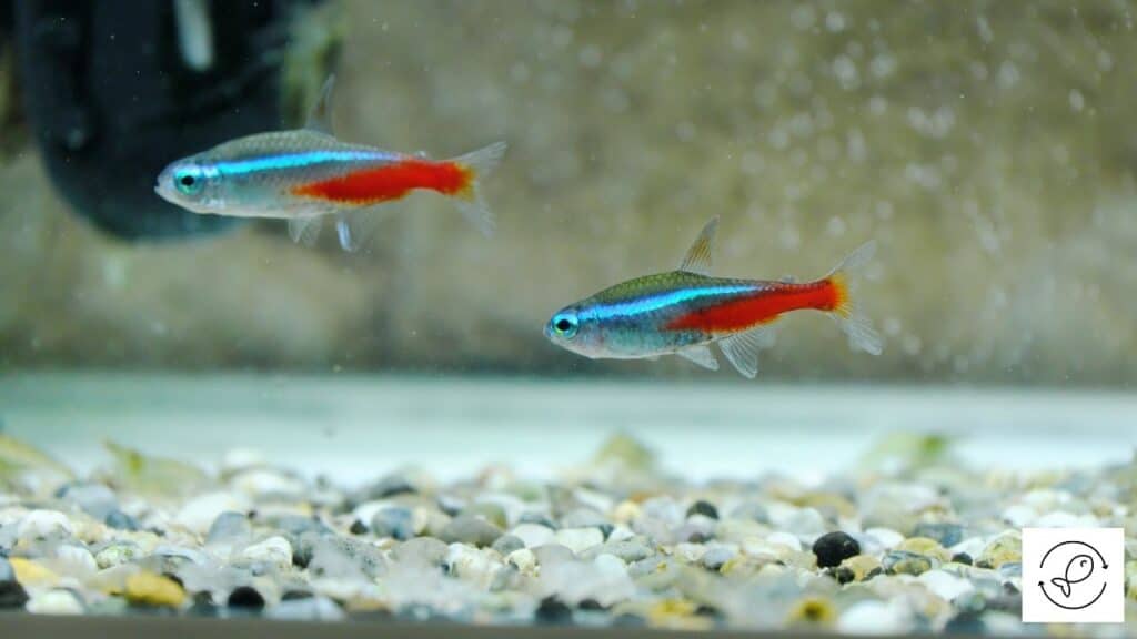 Image of tetras in an aquarium with bubbles