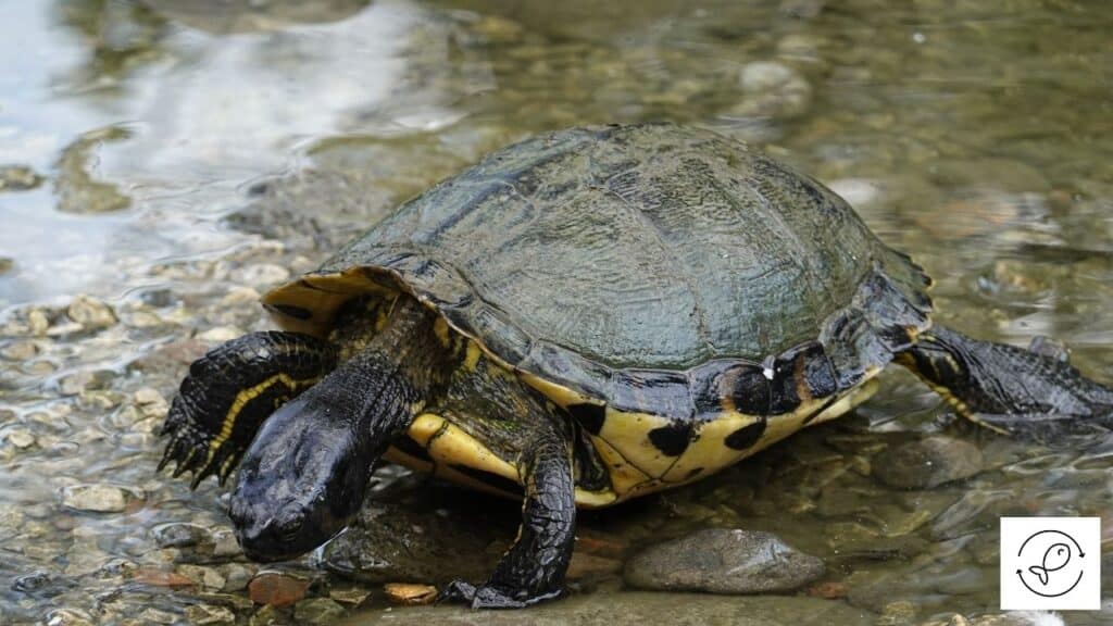 Image of a turtle drinking water
