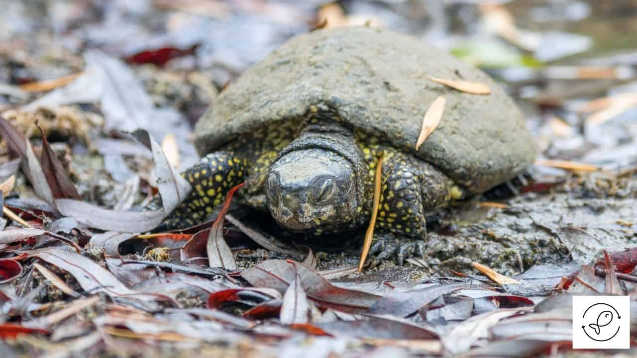 Do Turtles Get Cold? (Complete Beginner's Guide)