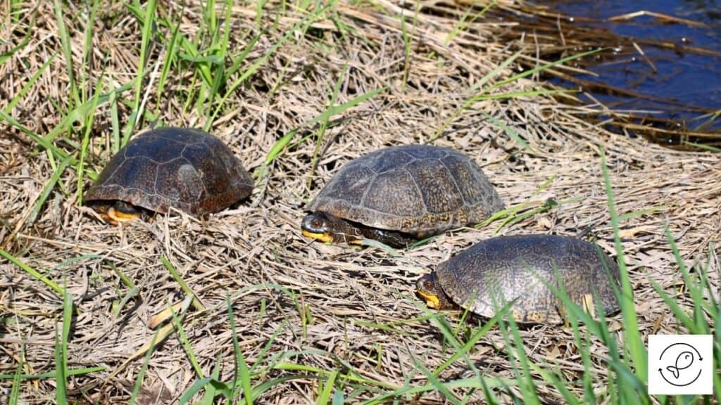 Image of turtles basking in sunlight