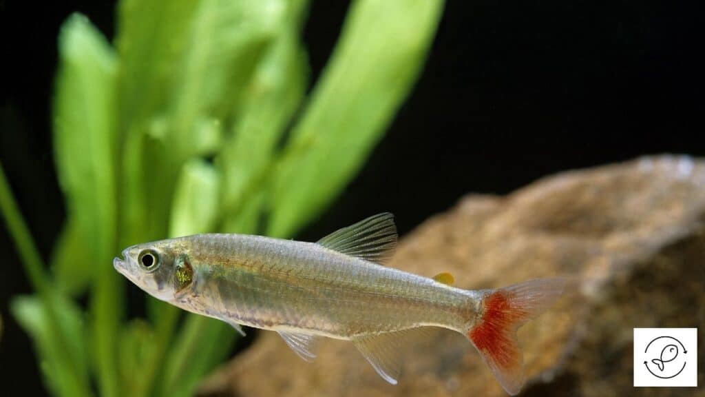 Image of a bloodfin tetra in an aquarium