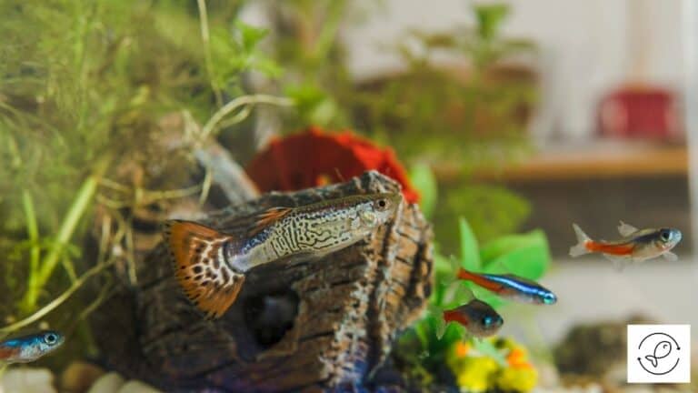 Picture of Are Tetras Fin Nippers? (How To Stop Them From Nipping Fins?)