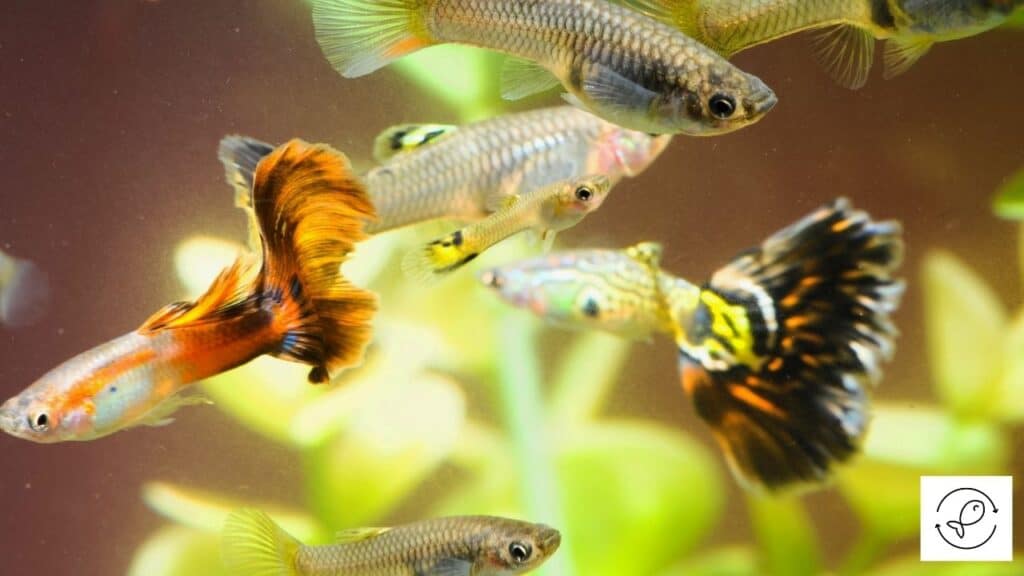 Image of guppies chasing each other