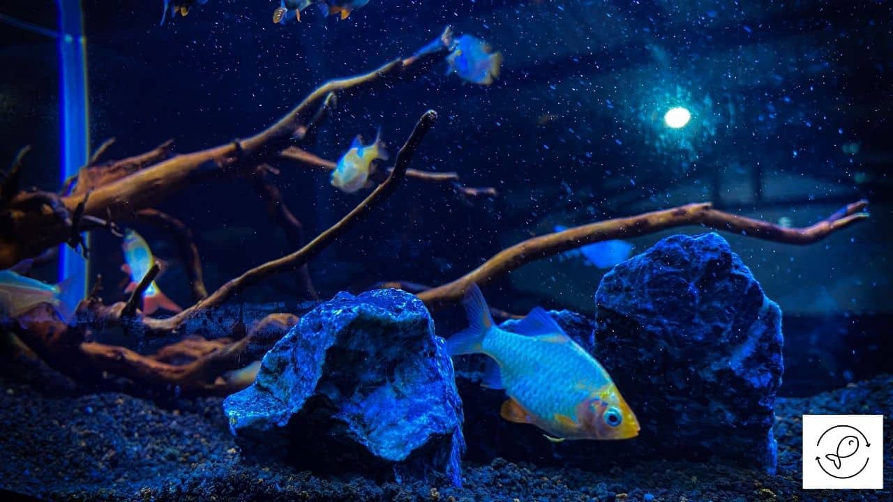 Do Guppies Crossbreed? (With What Fish And How)