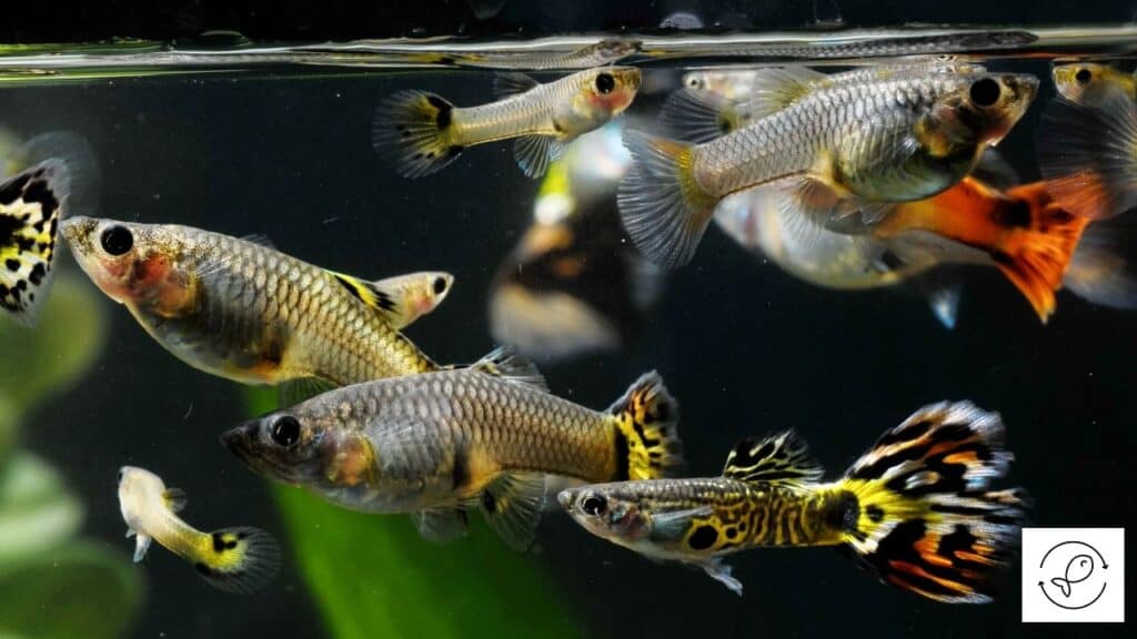 Image of guppies trying to bite other fish