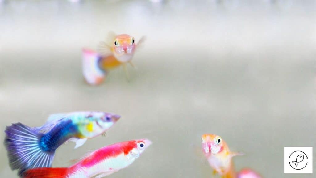 Image of guppies with colorful fins
