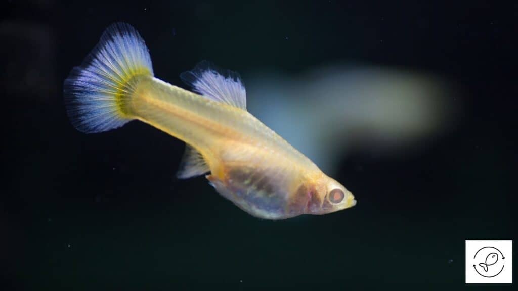 Image of a guppy losing its color