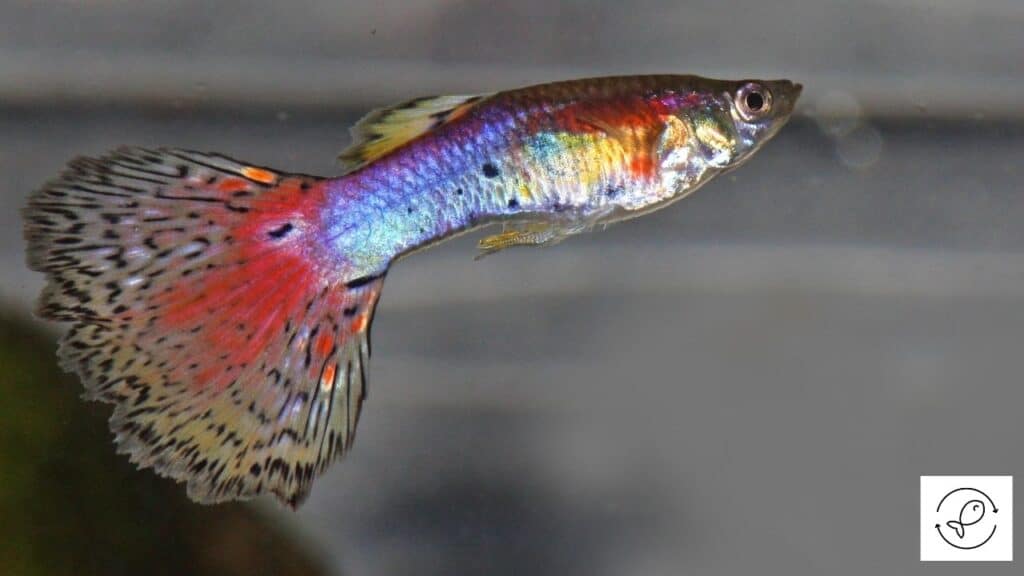 Image of a guppy swimming freely