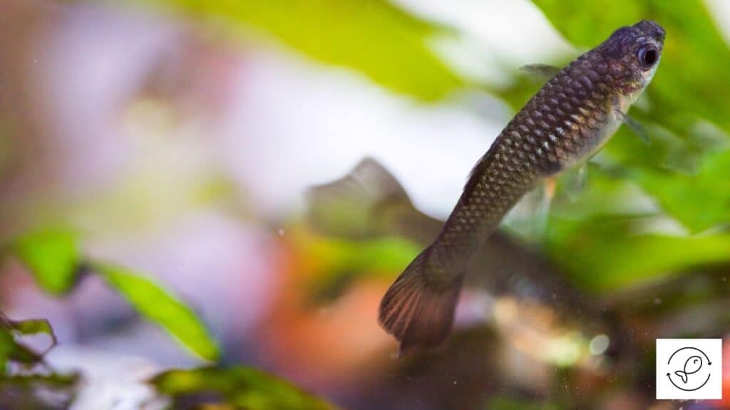 Image of a guppy swimming up and down