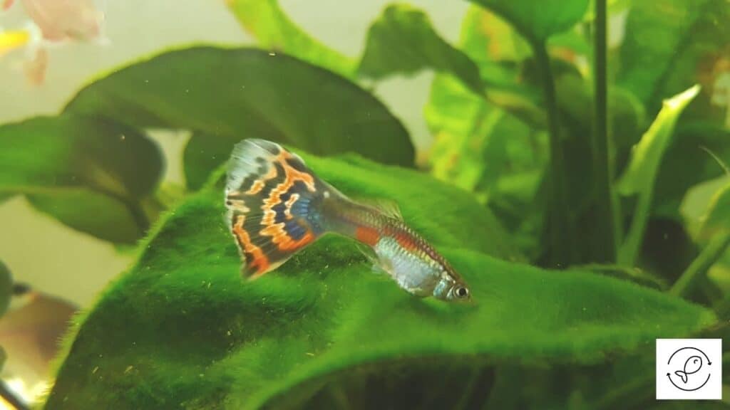 Image of a guppy trying to hide