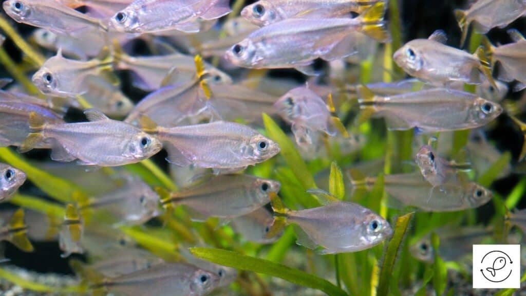 Image of tetras in freshwater aquarium