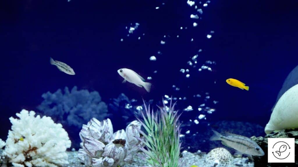 Image of an aquarium with a working air pump