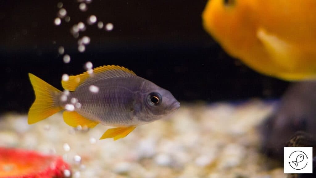 Image of fish swimming in an aquarium with an air pump