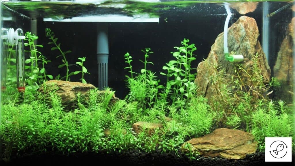 Image of a fish tank with a quite aquarium chiller