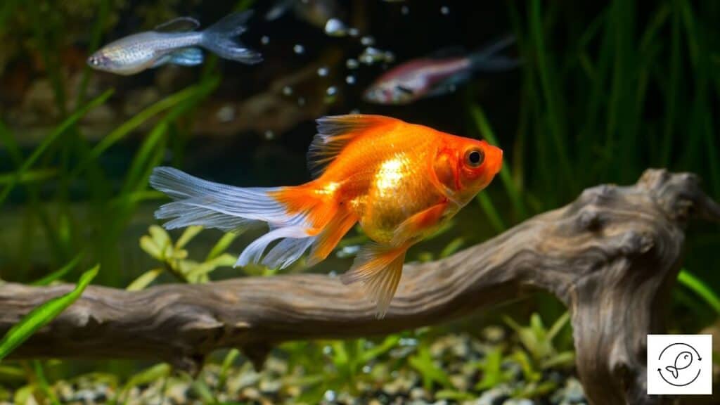 Goldfish in an aquarium with aquarium chiller