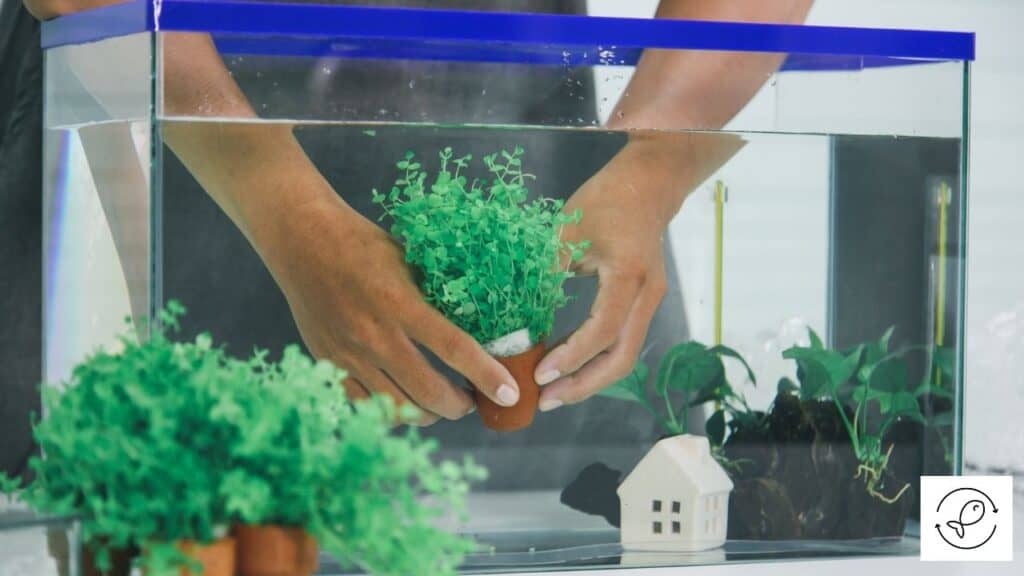 Image of a man keeping aquarium safe decorations in the tank