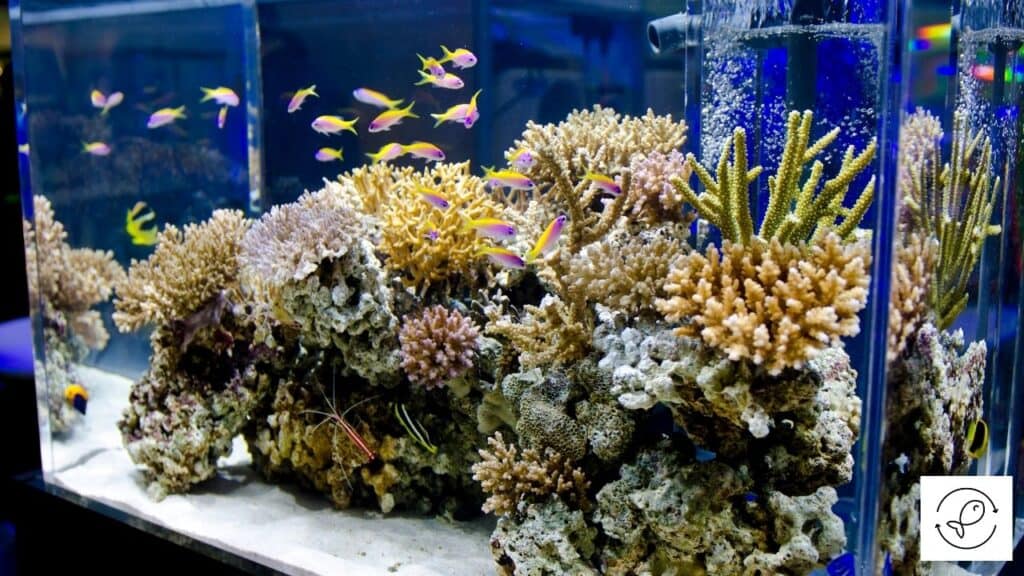 Image of an aquarium made of glass