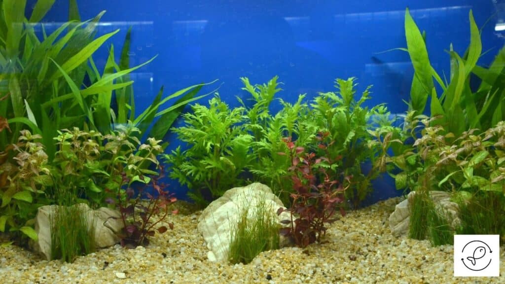Image of an aquarium with unclean gravel