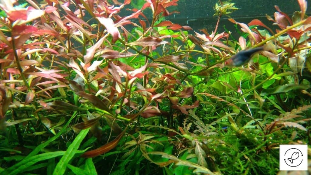 Image of brown aquarium grass