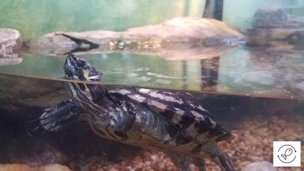 Image of a turtle swimming in a cheap tank