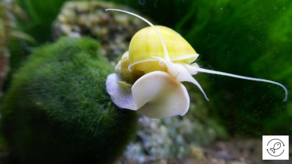 Image of an apple snail in aquarium with a heater