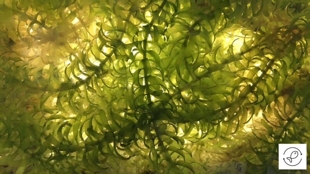 Image of aquarium sand with green algae