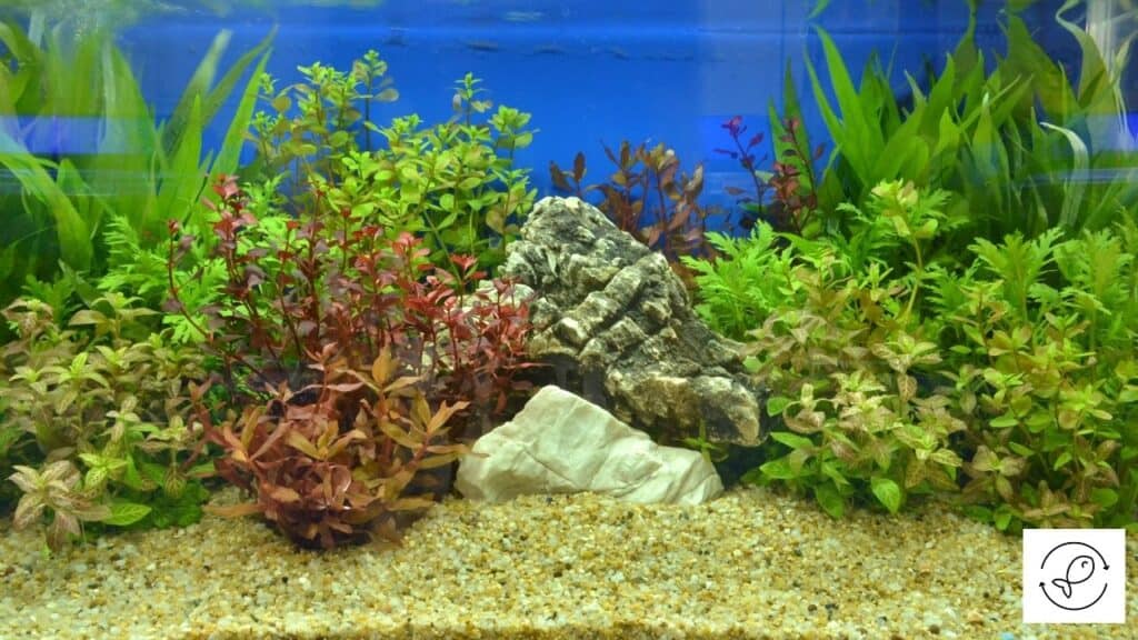 Image of an aquarium with a heater that is not touching the gravel
