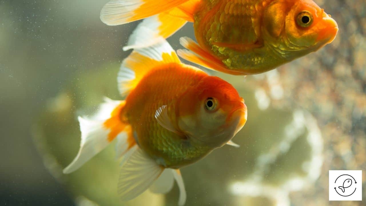 Why Does Aquarium Sand Float? (How To Clear And Stop It?)