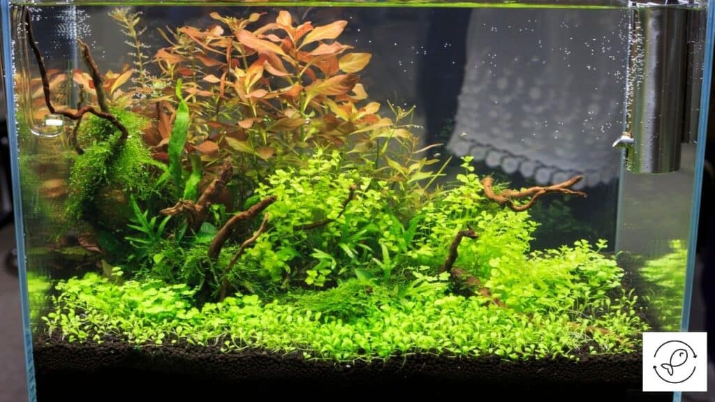 Image of an aquarium with grow lights