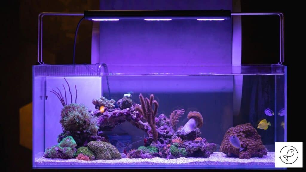 Image of an aquarium with proper lighting