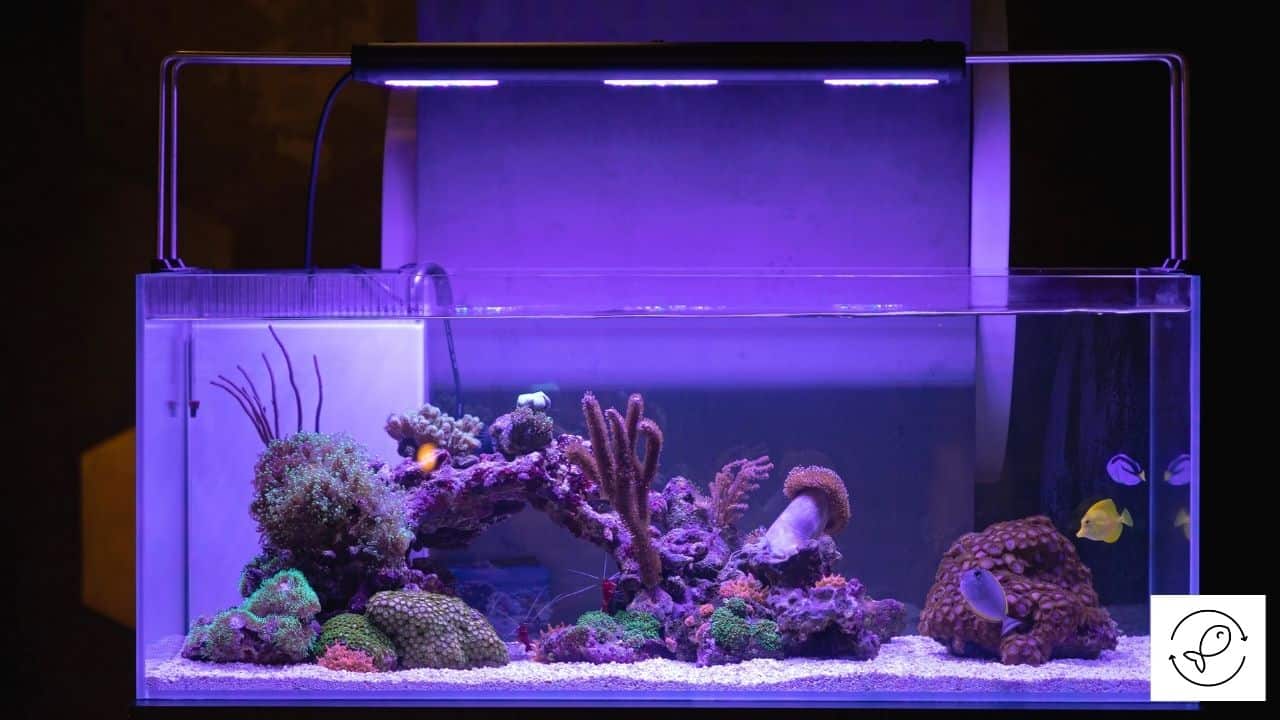 Can Aquarium Lights Be Too Bright? (How Bright Should They Be?)